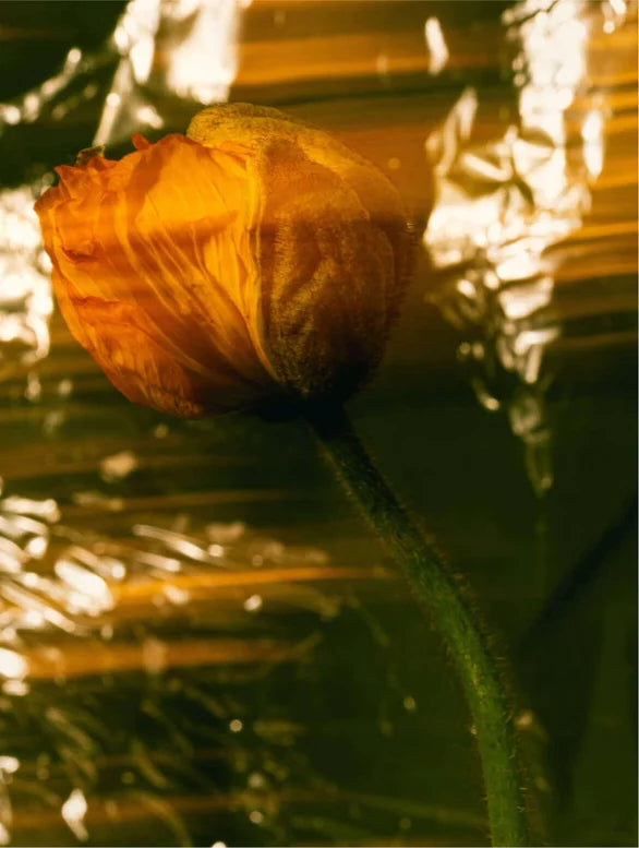 Deep Moisture Collection Box